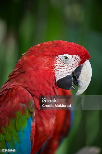 Photo libre de droit de Portrait Dun Ara Rouge banque d'images et plus d'images libres de droit de Animaux à l'état sauvage - Animaux à l'état sauvage, Ara, Ara rouge