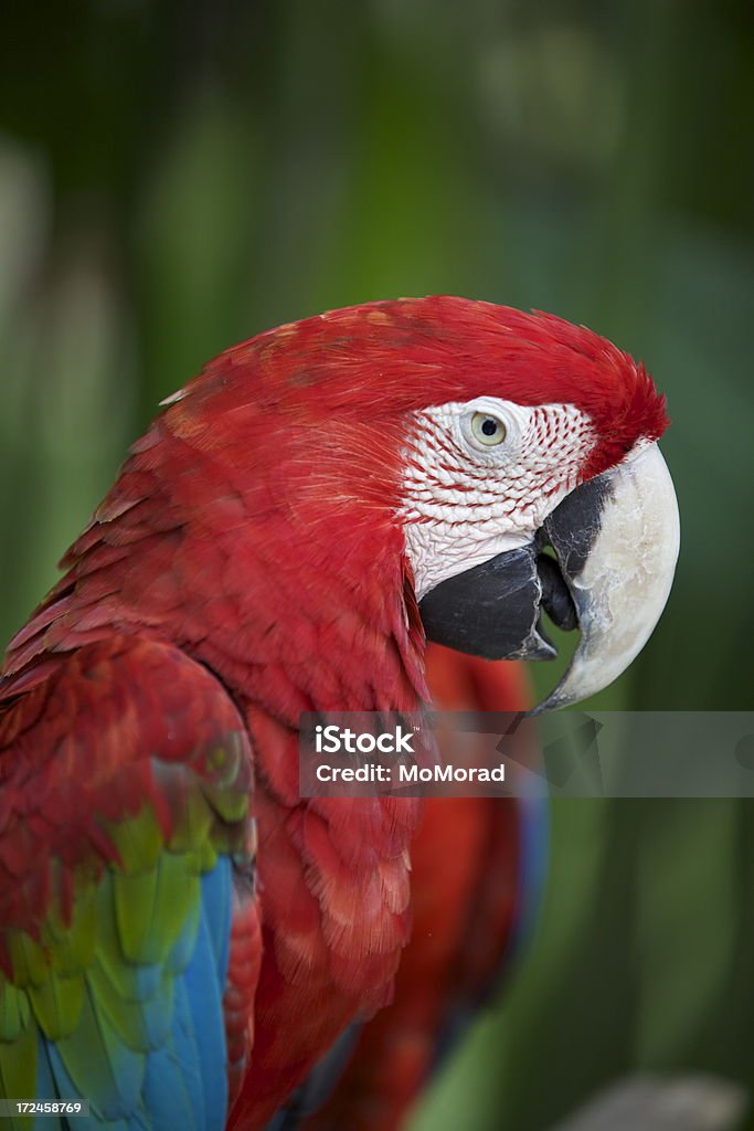 Retrato de um Arara-escarlate - Royalty-free Animal Foto de stock