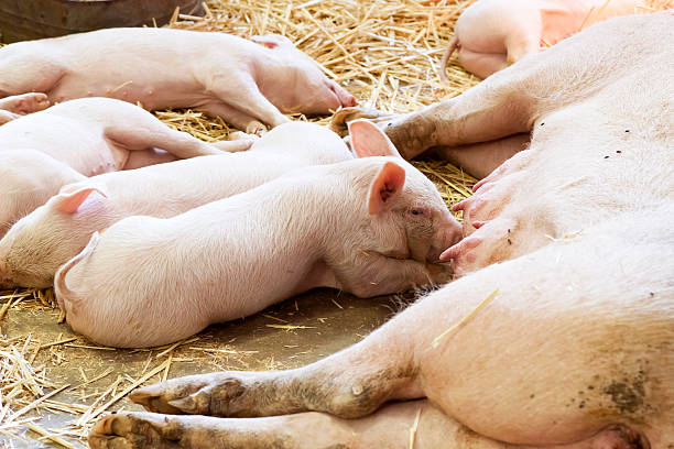 istock Sleeping mother pig and piglets in their cot 172458817