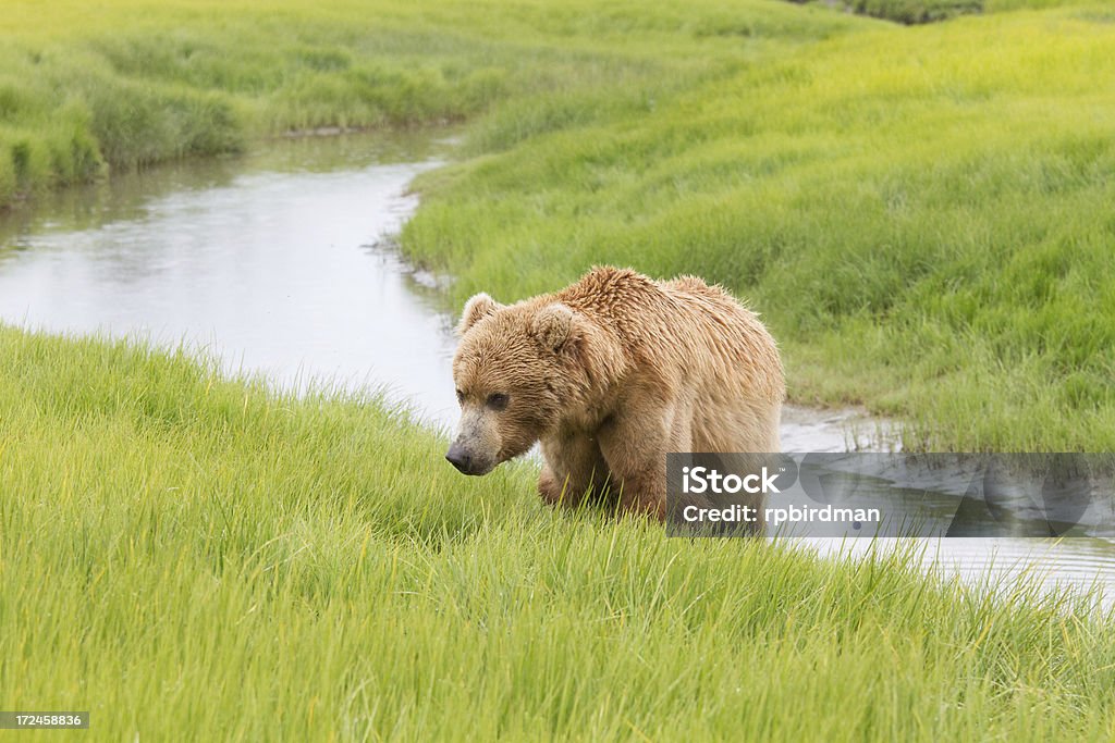 orso bruno - Foto stock royalty-free di Alaska - Stato USA