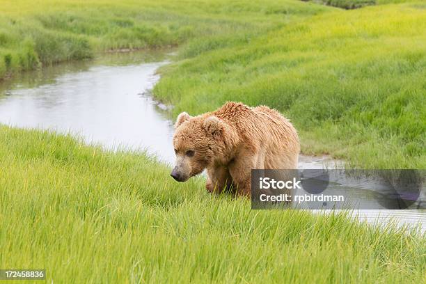 Orso Bruno - Fotografie stock e altre immagini di Alaska - Stato USA - Alaska - Stato USA, Ambientazione esterna, Animale