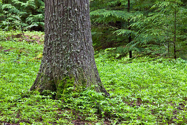 tronco de árvore na floresta com ferns - cedar tree tree montana woods imagens e fotografias de stock