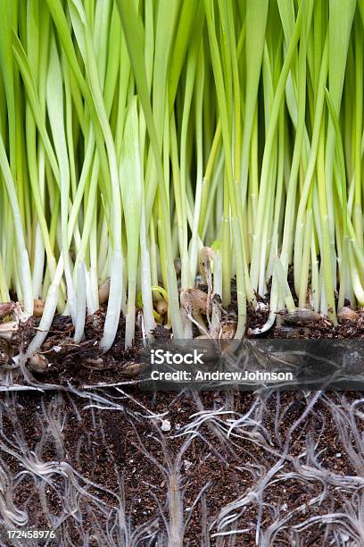 Relva - Fotografias de stock e mais imagens de Cor verde - Cor verde, Flora, Folha lanceolada de relva