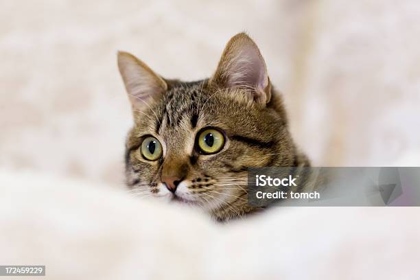 Foto de Retrato De Gato e mais fotos de stock de Americano de Pelo Curto - Americano de Pelo Curto, Animal, Animal de estimação
