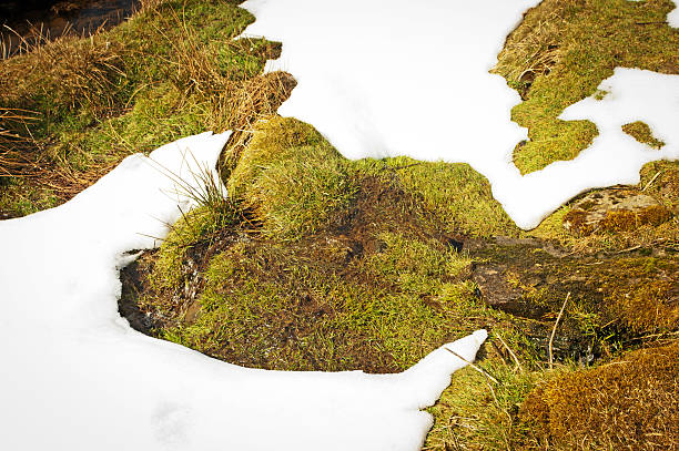 trawa i mech z śniegu - nature rough cumbria sunlight zdjęcia i obrazy z banku zdjęć