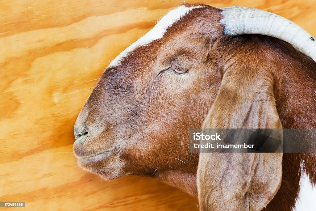 Gros plan sur le profil de tête de chèvre sur fond en bois, espace de copie - Photo de Agriculture libre de droits