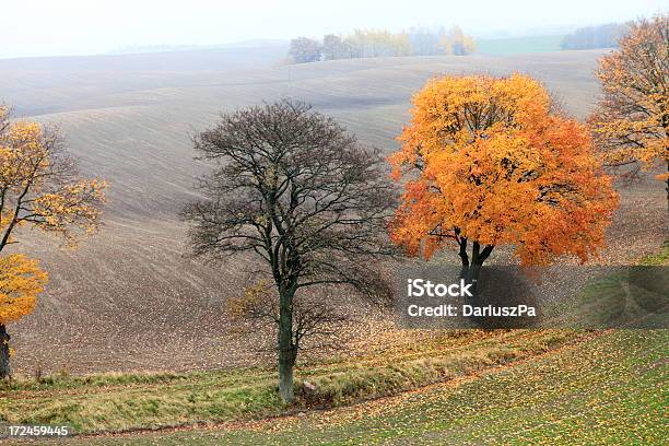 Антенна Фотографии Autumn Trees — стоковые фотографии и другие картинки Без людей - Без людей, Буковое дерево, В воздухе