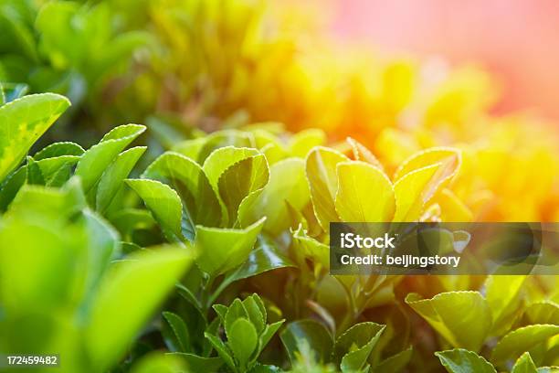 Planta De Chá - Fotografias de stock e mais imagens de Agricultura - Agricultura, Alimentação Saudável, Bebida