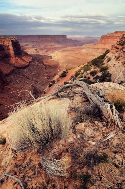 istock Canyonlands evening landscape with dry tree and bush 172459491