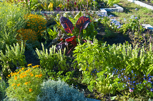 Flower garden, beautiful beds of leafy vegetables and colorful flowers.