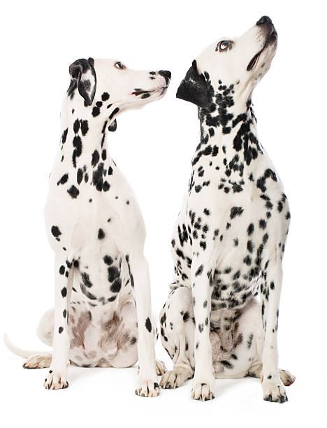 istock Portrait of a two purebred dalmatian 172459553