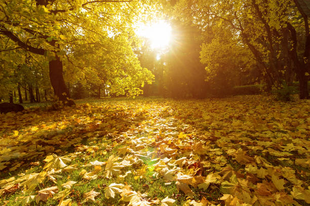 istock Romantic magical autumn landscape with low warm sun, long shadows and maple leaves. 1724596274