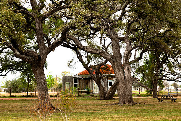 istock Little shack nestled among giant gnarled oak trees. 172459663