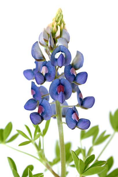 tremoço-azul flor em branco - lupine single flower flower blue imagens e fotografias de stock
