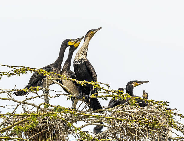 grande cormorani-bambini mangiare qualcosa in forma - great black cormorant foto e immagini stock