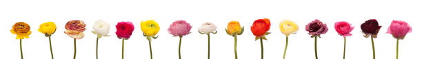 Collection of ranunculus flowers in various type and color
