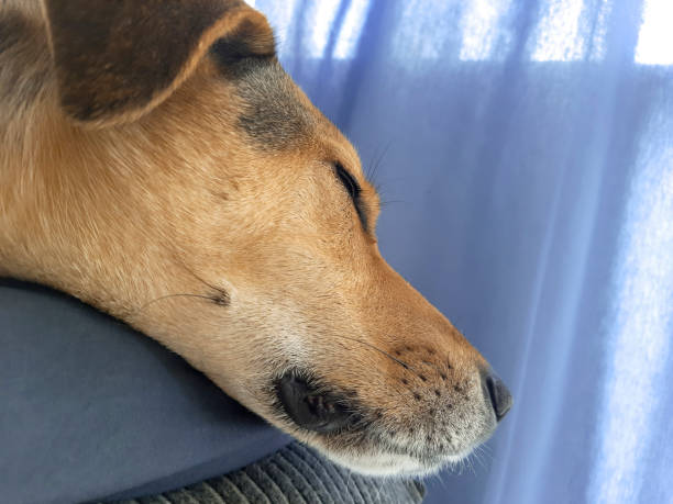 istock Ginger Doggy on couch. Dog's head hangs funny from pillow. 1724602271
