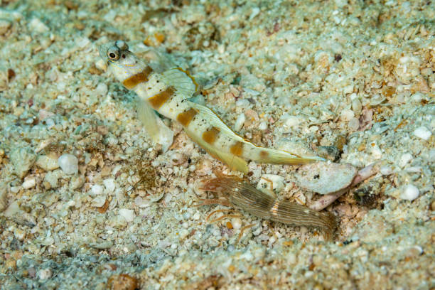 Redmargin Shrimpgoby Amblyeleotris rubrimarginata with his Alpheus sp. Shrimp, Triton Bay, West Papua Province, Indonesia Redmargin Shrimpgoby Amblyeleotris rubrimarginata occurs in the tropical Western Pacific from New Caledonia to the Great Barrier Reef and around New Guinea, Indonesia, Malaysia and the Philippines on sandy bottoms of coastal bays and estuaries in a depth range from 2-20m, max. length 11cm. 
Alpheus sp. shrimps make a burrow under liverock, which will be shared with a goby typically from the Amblyeleotris genera in a symbiotic relationship. Because these shrimp have poor eye sight, the goby acts as a look out for predators while the shrimp provides a home for the goby; both also benefit in sharing food resources. These shrimps are carnivores. They also act as cleaner shrimp for the goby partner. 
Triton Bay, West Papua Province, Indonesia, 
3°54'41.0503 S 134°7'18.2052 E at 15m depth shrimp goby stock pictures, royalty-free photos & images