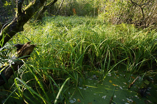 Cattails growing in the Marshlands of Hendrie Valley