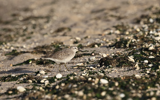 the red knot is a shore bird