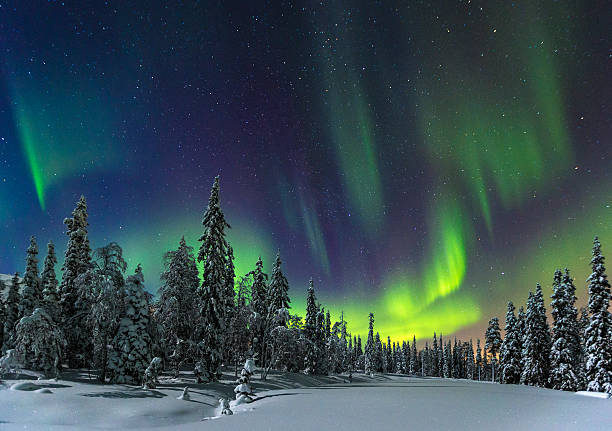 Aurora Borealis over pine trees and snow stock photo