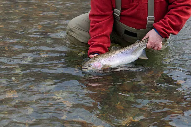 Large rainbow trout caught and released fly fishing on Washington's Yakima River.