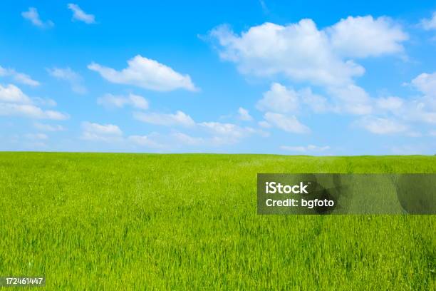 Paisaje De Campo Verde Foto de stock y más banco de imágenes de Agricultura - Agricultura, Aire libre, Antioxidante