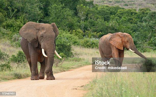 코끼리를 걷기에 대한 스톡 사진 및 기타 이미지 - 걷기, 공원, 관목