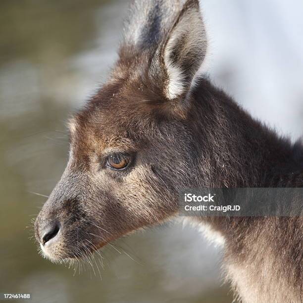 Canguro - Fotografie stock e altre immagini di Ambientazione esterna - Ambientazione esterna, Animale, Animale selvatico