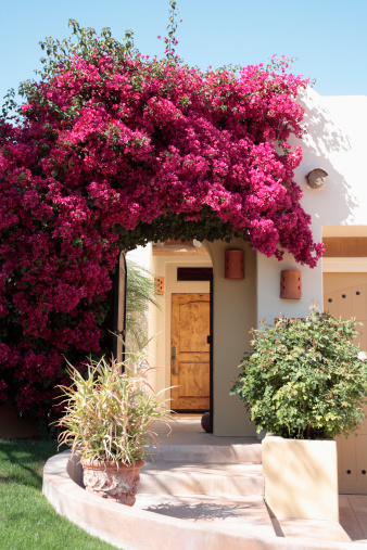 Magnificent Bougainvillea in full bloom surrounds the entrance into a South Western style home.