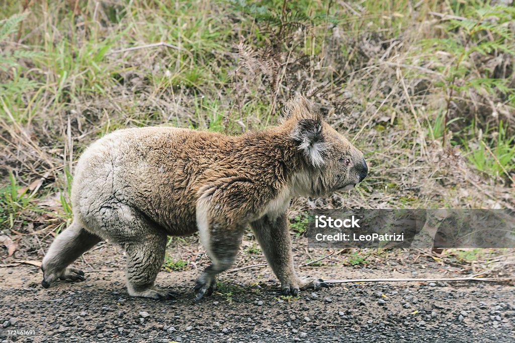 Attention: Koala sur la route;! - Photo de Koala libre de droits