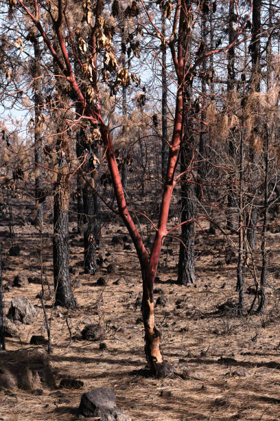 istock TREE IN A FOREST BURNED BY A FOREST FIRE IN TENERIFE 1724620007