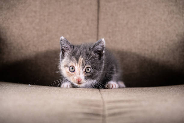 istock Grey beige and white kitten in a chair.. 1724620539