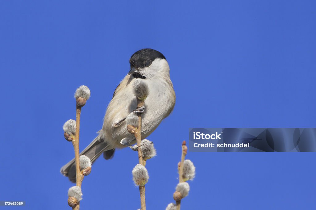 Parus palustris on a twig Parus palustris on a blossoming twig. Animal Stock Photo