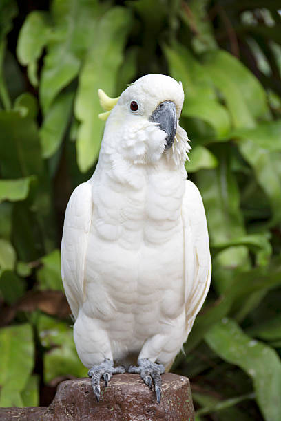 parrot parrot richie mccaw stock pictures, royalty-free photos & images