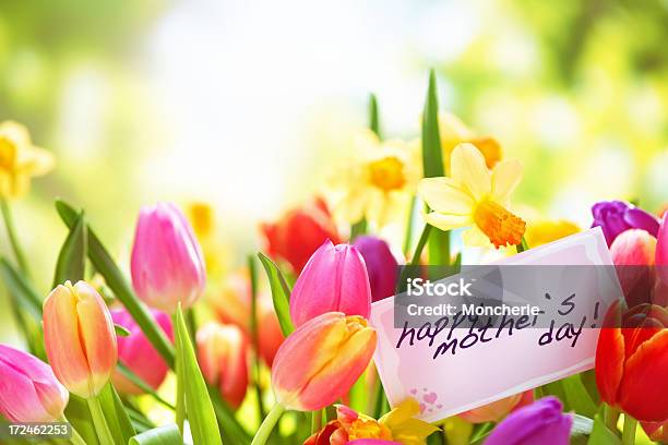 Kolorowe Tulipany I Karty Z Dzień Matki Daffodils Natury - zdjęcia stockowe i więcej obrazów Barwne tło