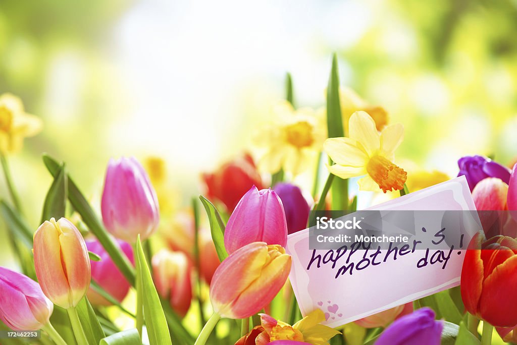 Tulipas coloridas e narcisos com cartão de dia das mães na natureza - Foto de stock de Beleza royalty-free