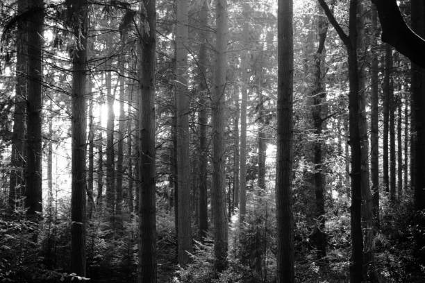 istock black and white woodland 1724623227