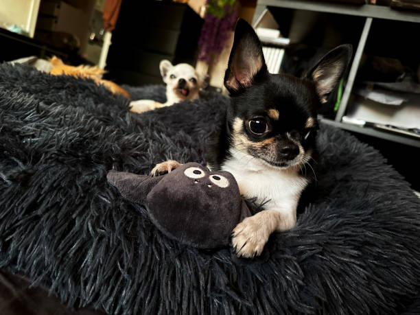 istock Mini the chihuahua looking playful with a toy 1724623231
