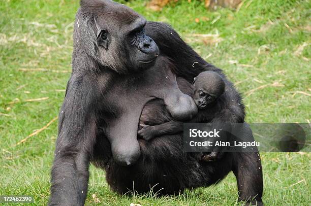 Western Lowland Gorilla And Baby Stock Photo - Download Image Now - Animal, Animal Family, Ape