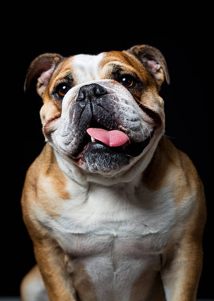 세로는 있는 잉글리시불독 - loyalty dog waist up studio shot 뉴스 사진 이미지