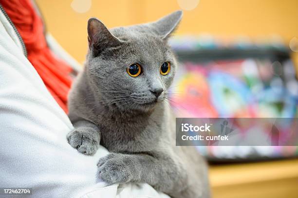 Photo libre de droit de Chat Chartreux banque d'images et plus d'images libres de droit de Amour - Amour, Animal vertébré, Animaux de compagnie