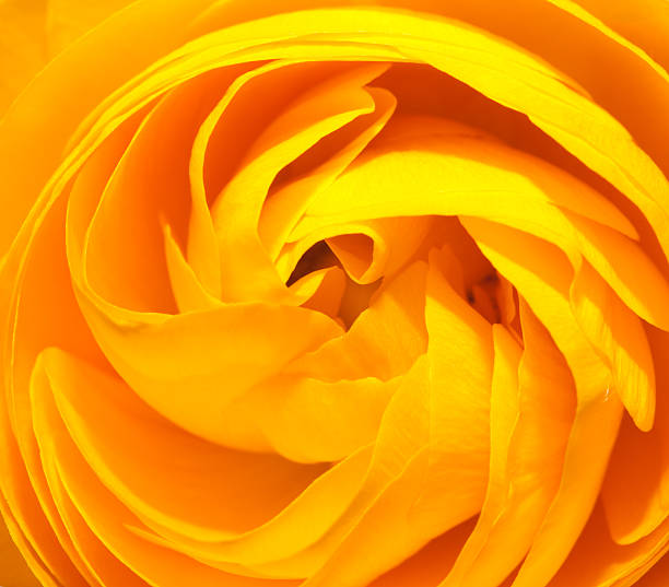 istock Macro view of yellow ranunculus flower 172462757