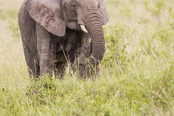 istock African Elephant and baby: Teaching 172462825