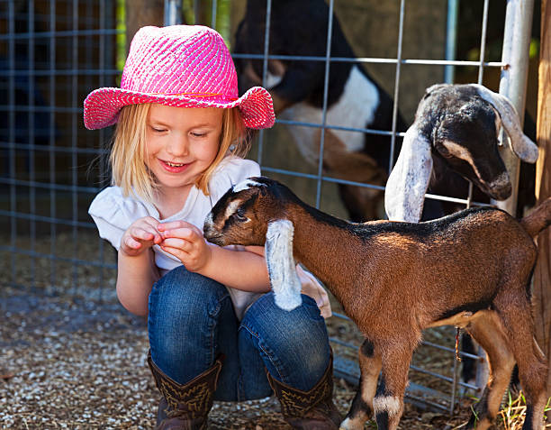 Buddies A little girl plays with a newborn nubian goat. petting zoo stock pictures, royalty-free photos & images