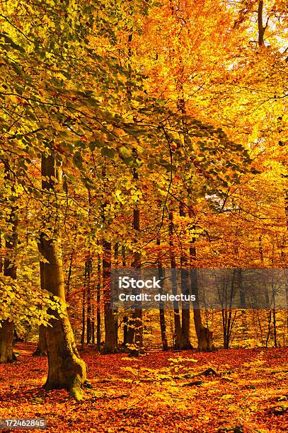 Sonnenlicht In Herbst Wald Stockfoto und mehr Bilder von Baum - Baum, Braun, Deutschland