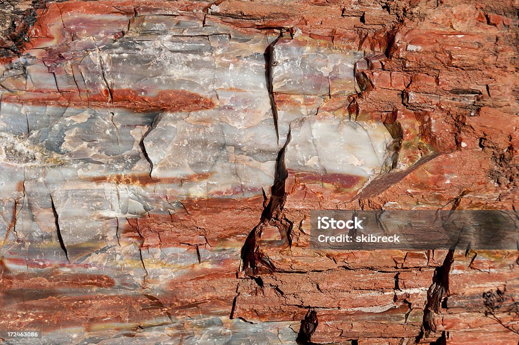 Nahaufnahme von Petrified Wood - Lizenzfrei Arizona Stock-Foto