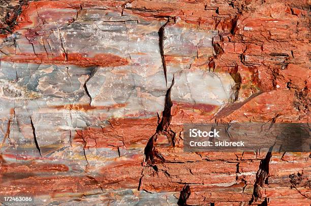 Nahaufnahme Von Petrified Wood Stockfoto und mehr Bilder von Arizona - Arizona, Baum, Fotografie