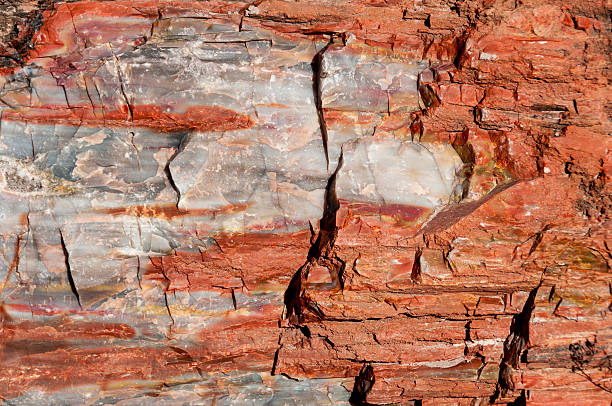 istock Closeup of Petrified Wood 172463086