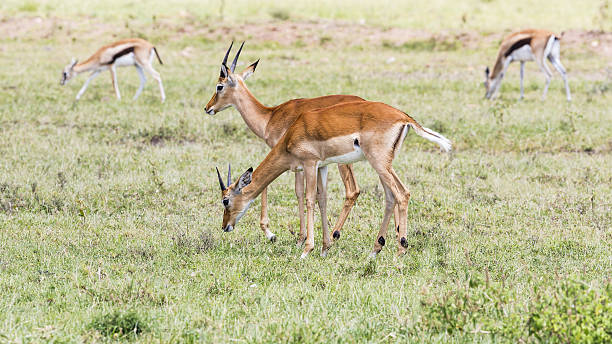 grant's i thompson's gazelles - thomsons gazelle zdjęcia i obrazy z banku zdjęć